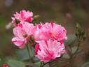 Astrid Späth Striped rose photo