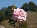 Aozora rose photo