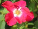 Redcoat rose photo
