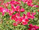 Redcoat rose photo