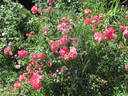 Lady Elsie May ™ rose photo