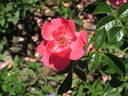 Lady Elsie May ™ rose photo