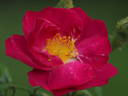 14 William Lobb OP 01 rose photo