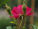 14 William Lobb OP 01 rose photo