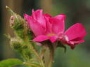 14 William Lobb OP 01 rose photo