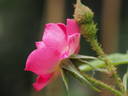 14 William Lobb OP 01 rose photo