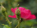 14 William Lobb OP 01 rose photo