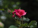 12 Westerland OP 09 rose photo
