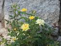 Bit o' Sunshine rose photo