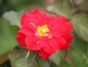 Biddulph Grange rose photo