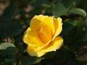 Ko's Yellow rose photo