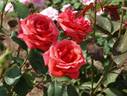 Grand Slam (hybrid tea, Swim rose photo