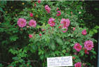 Marthe Bugnet rose photo