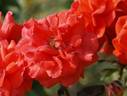 Brigitte Jourdan rose photo