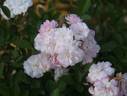Blanche Cascade ® rose photo