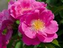 Baroque Floorshow rose photo