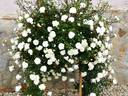Snow Ballet ® rose photo