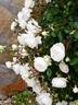 Snow Ballet ® rose photo