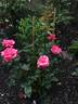 Grandma's Blessing rose photo