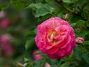 Harukaze rose photo