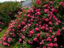 Harukaze rose photo