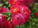 Harukaze rose photo