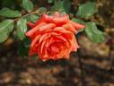 Bountiful rose photo