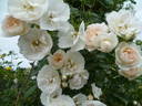 Hella rose photo