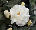 Citronnade rose photo