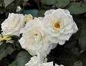 Citronnade rose photo