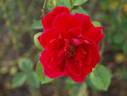 Baden-Baden rose photo