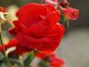 Bergfeuer Superior rose photo