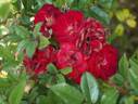 Dopey rose photo