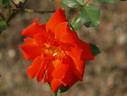 Toni Lander rose photo