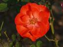 Tony Jacklin rose photo