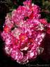 Belinda rose photo
