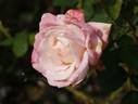 Devotion rose photo