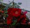 Schwarzer Samt rose photo