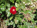 Schwarzer Samt rose photo