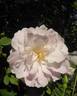 Ayrshire Splendens rose photo