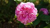 Comte de Mortemart rose photo