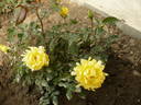 Splendid Ruffles rose photo