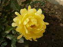 Splendid Ruffles rose photo