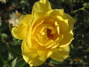Goldy Kordana ™ rose photo
