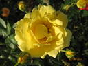 Goldy Kordana ™ rose photo