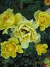Goldy Kordana ™ rose photo