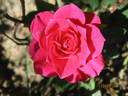 Blue Parade rose photo