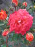 Colibri rose photo