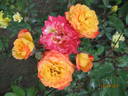 Colibri rose photo