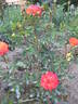 Colibri rose photo